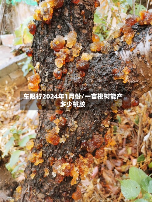 车限行2024年1月份/一亩桃树能产多少桃胶